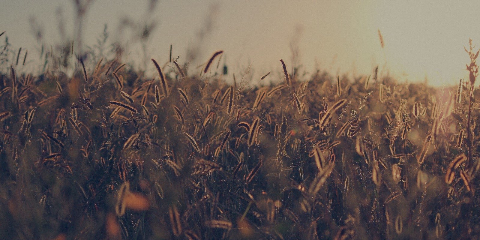 Sunrise over a wheat fiel